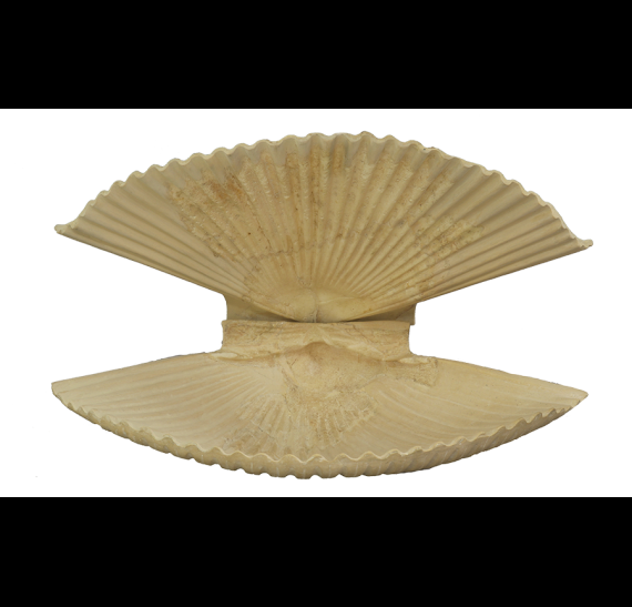 Πυξίδα σε σχήμα θαλασσινού κτενοειδούς οστράκου Τέλη 5ου - αρχές 4ου αι. π.Χ.